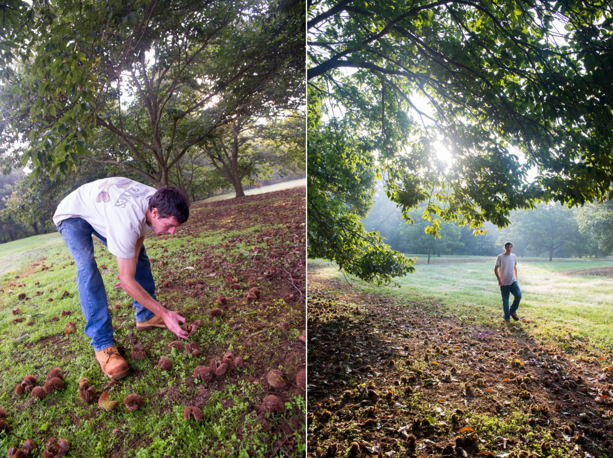 Under the Chestnut Tree, High Rock Farm, Gibsonville, NC