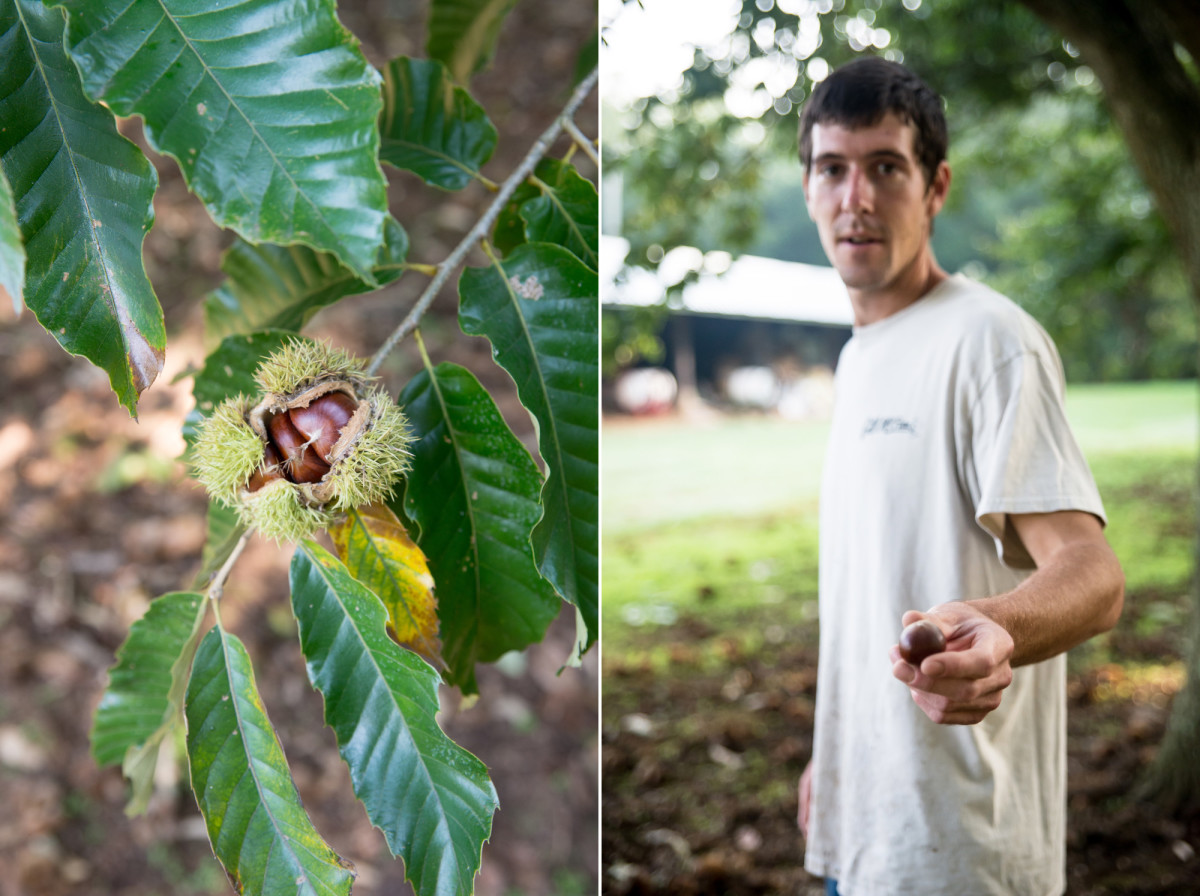 Chestnuts before and after picking at High Rock Farm