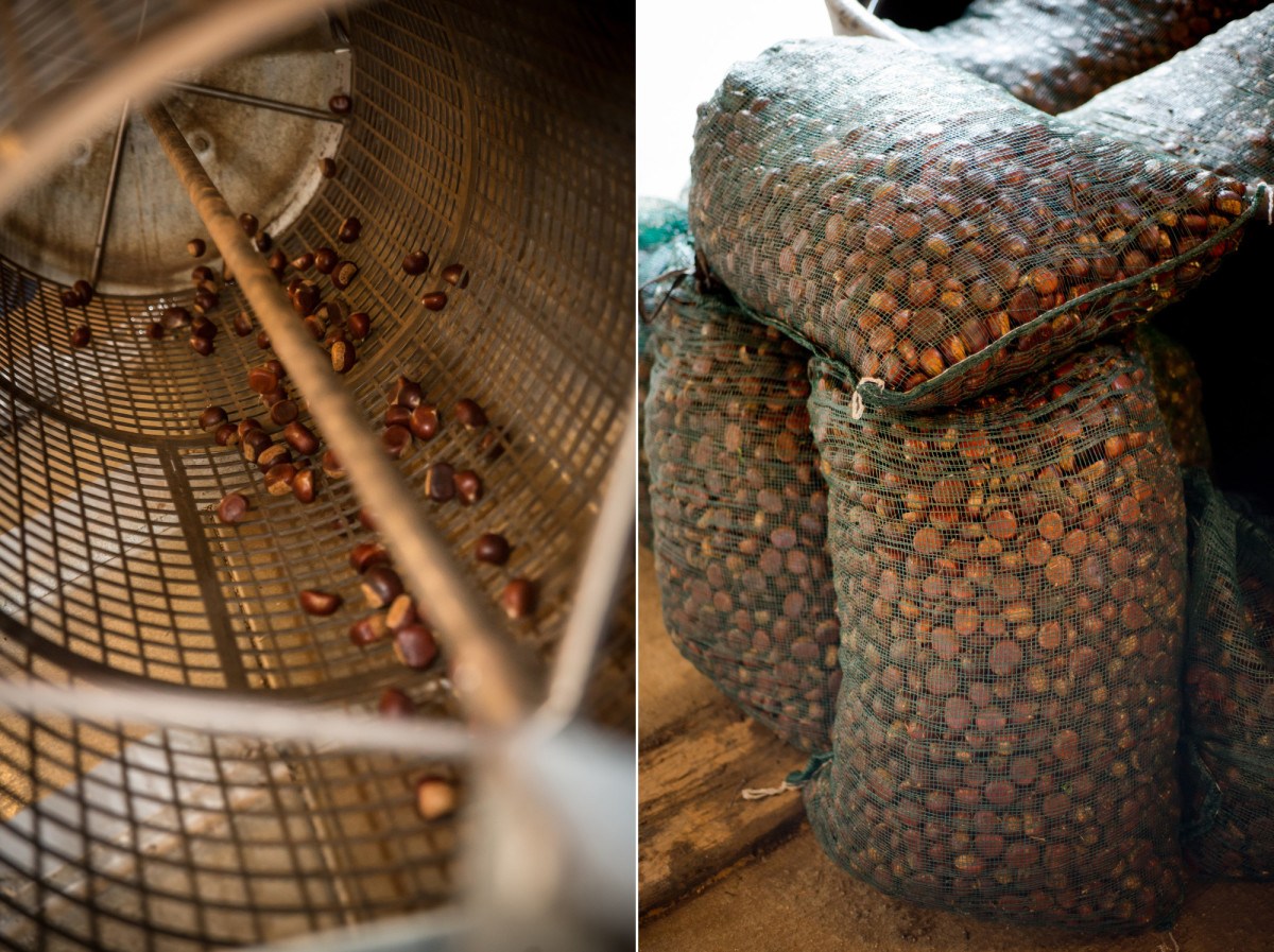 Chestnuts being sorted and bagged at High Rock Farm