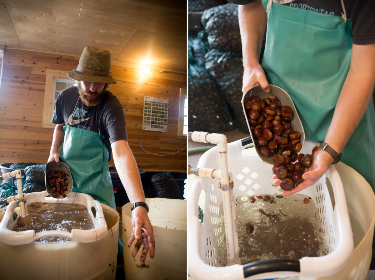 Chestnuts being washed at High Rock Farm