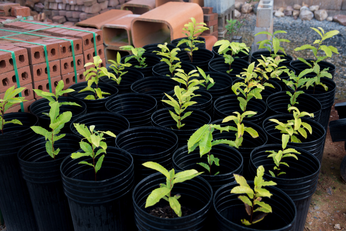 Young Chestnut plants at High Rock Farm
