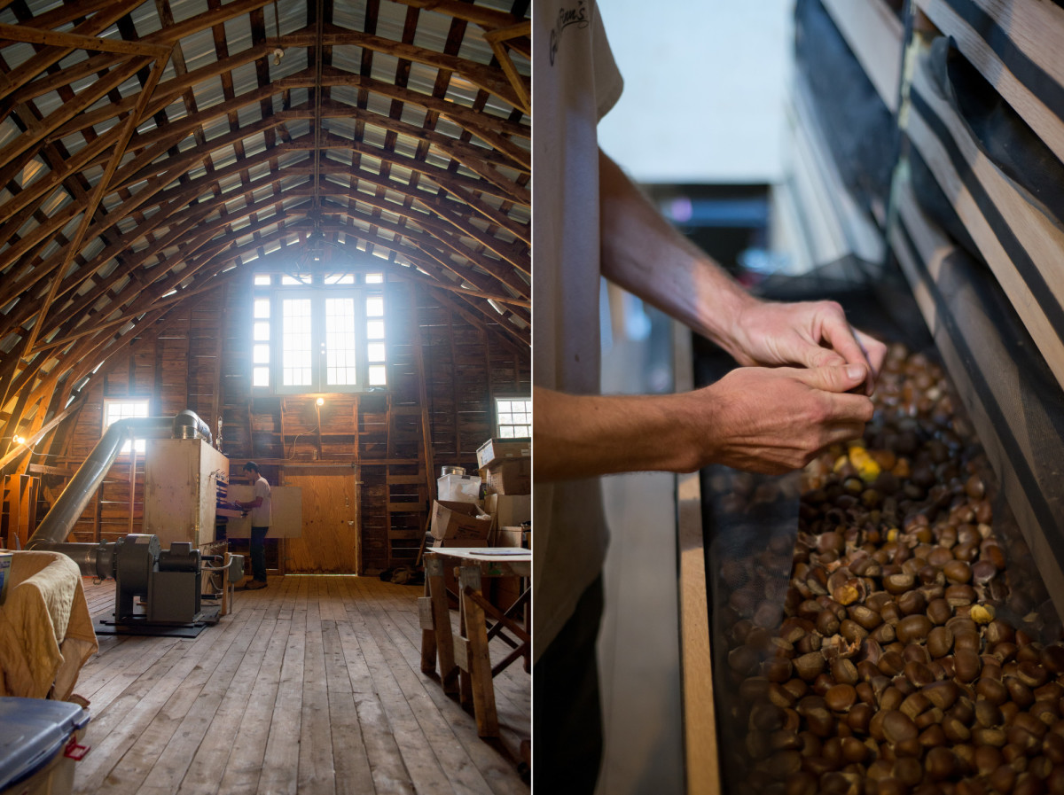 Chestnuts being dried at High Rock Farm