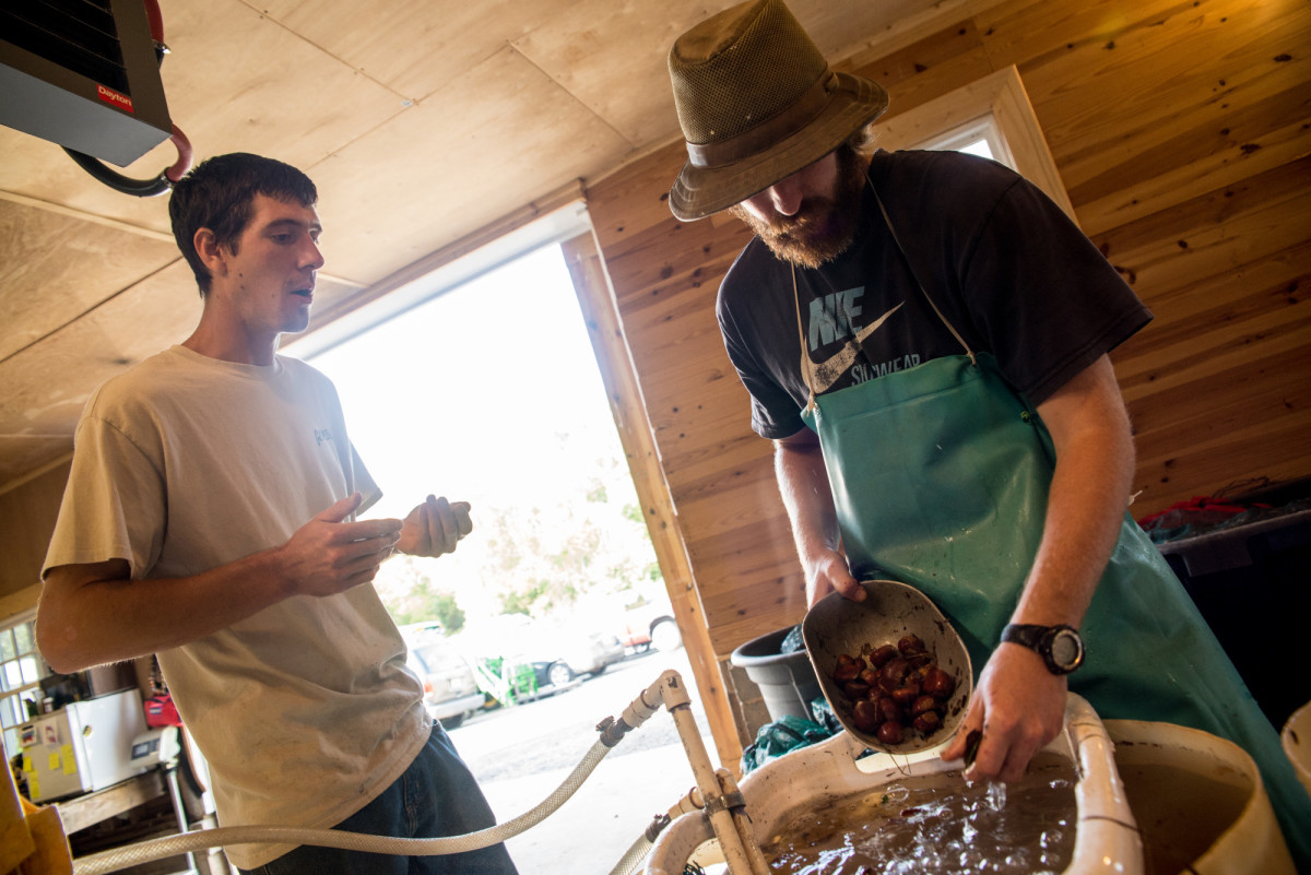 Chestnuts being processed at High Rock Farm