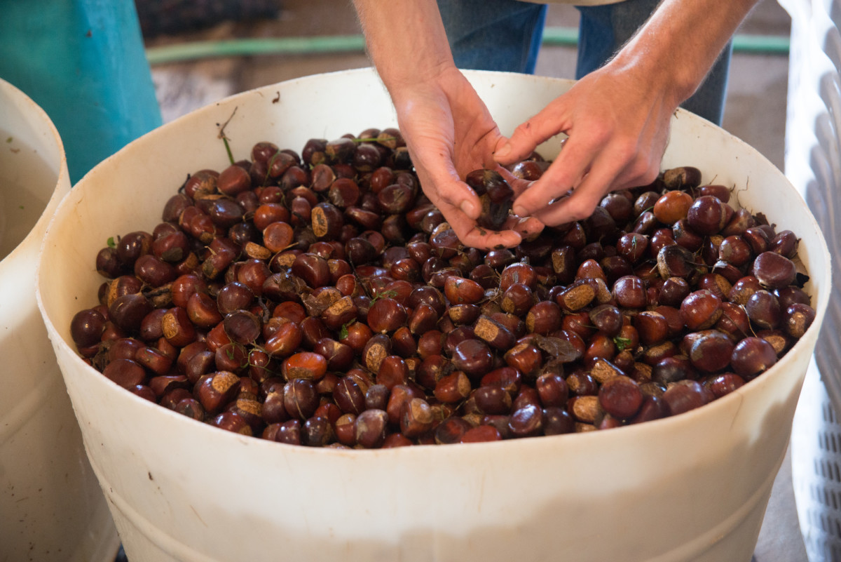 Cleaning chestnuts at High Rock Farm