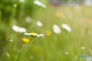 North Carolina Flowers